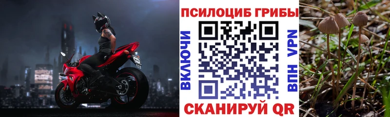 Галлюциногенные грибы Psilocybine cubensis  где найти   Суздаль 